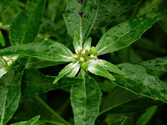 {Euphorbia dentata